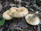 Begöngyöltszélű tejelőgomba (Lactarius zonarius), Pilis. Körkörösen zónázott, szalmasárgás, tölcséresedő kalap